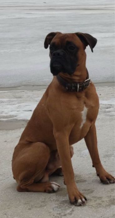 Щенок Боксера, Цуценята Німецького Боксера