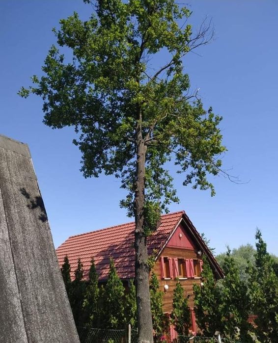 Wycinka i Przycinka Drzew Trudnych