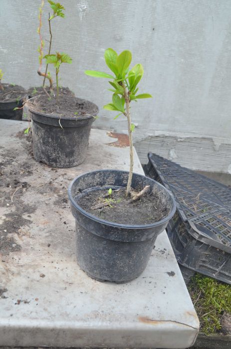 Бересклет, Калина. Бірючина, Барбарис,  Верба матсудана