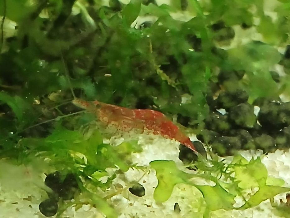 25 camarões sortidos