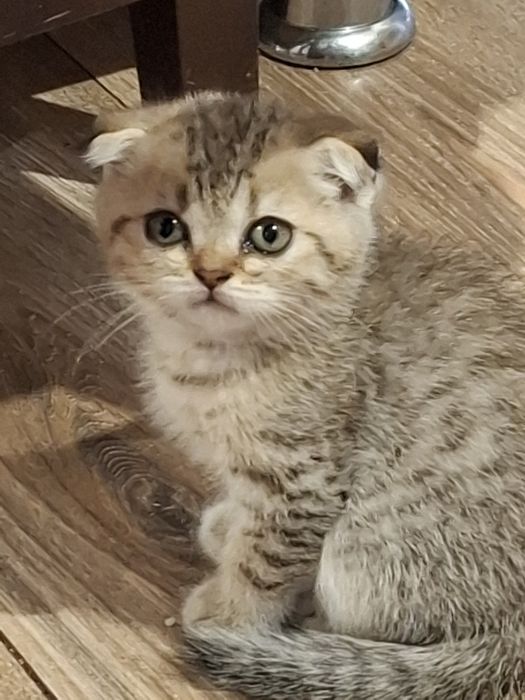 Шотландські кошенята