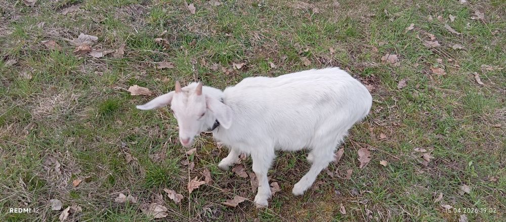 Продам 3 козки 1 козлик