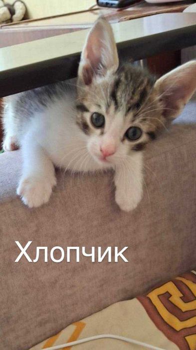 Кошенята 3 хлопчика та 2 дівчинки