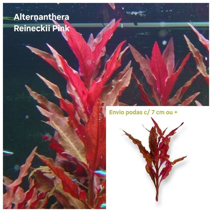 Pack Plantas Aquário - 6 espécies (Vermelho e Rosa)