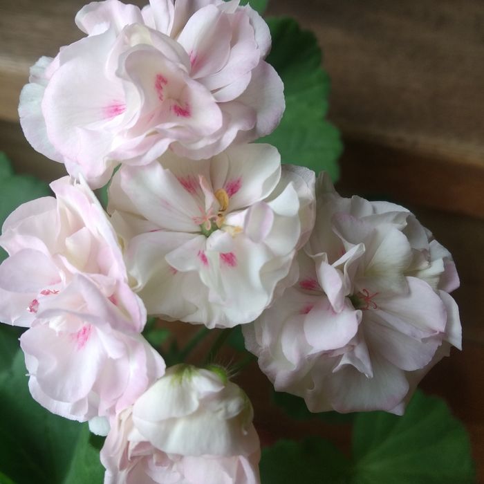 Сортова пеларгонія Таіра в Марія Магдалена