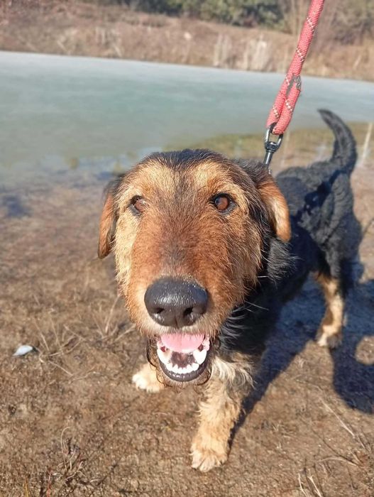 Walenty- młody mix teriera do adopcji