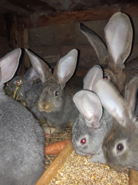 Króliki olbrzymy belgijskie