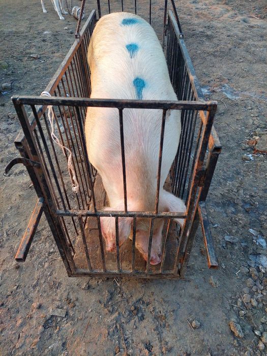 Продам свині великі м'ясні домашні.