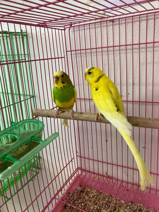 Piriquitos ( Loja Especializada )