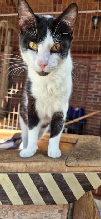 Fantastyczny kocur szuka przyjaciela