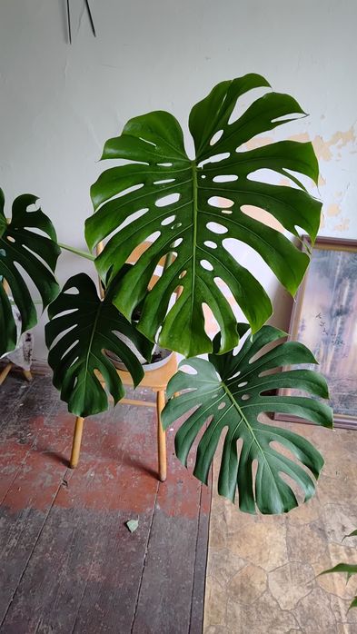 Duża Monstera tanio