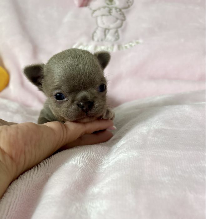 Chihuahua piękny   malutki piesek