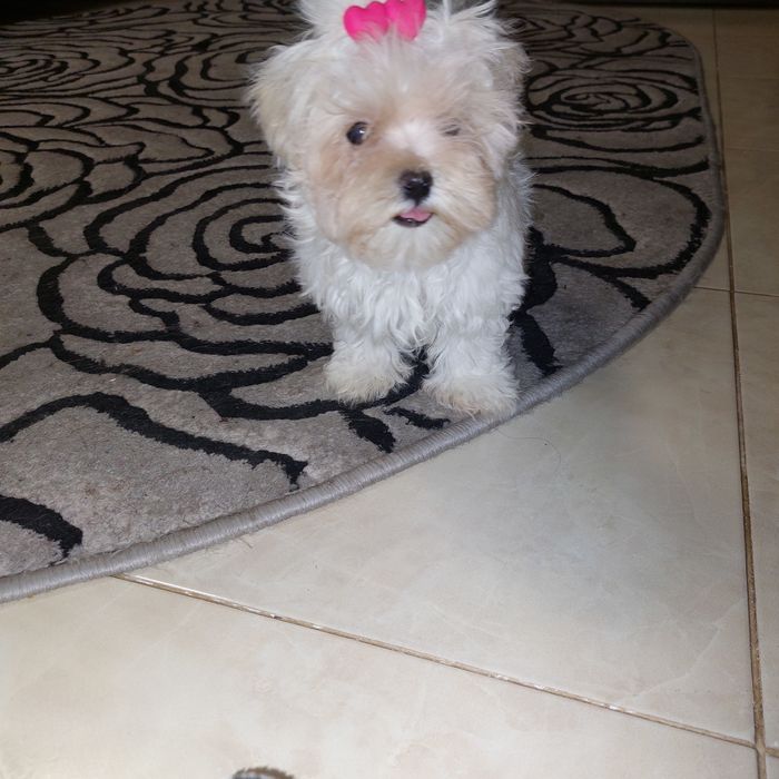 Девочка Мальтезе