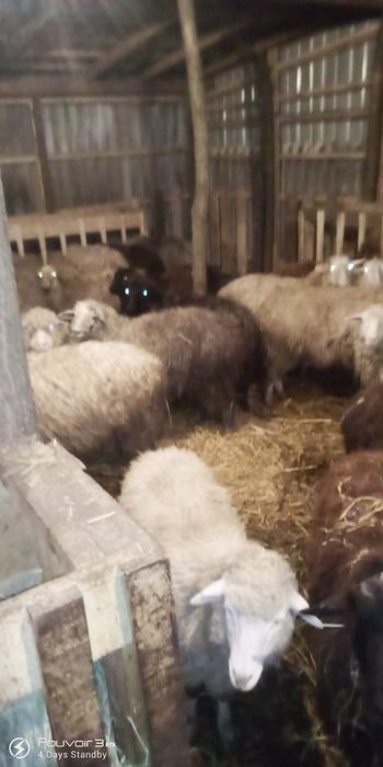 Вивци каракули 3000гр