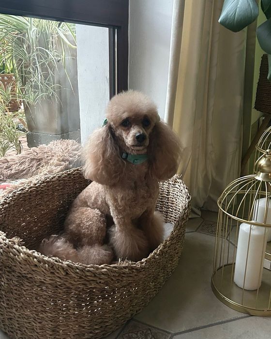 Pudel miniaturowy/toy