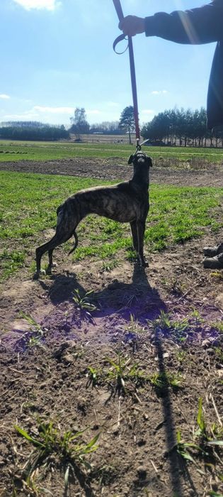 Sprzedam sukę charta