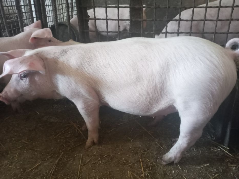 Свиноматки!Поросята на плем'я!Ремонтні льошки!