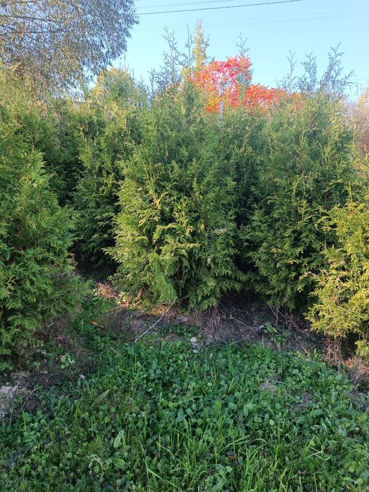 Tuja Brabant 200 cm