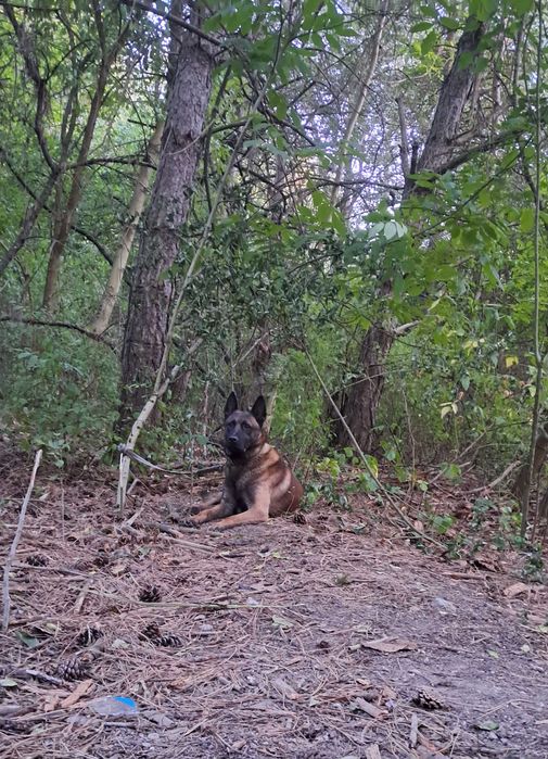 Каб'єль на в'язку