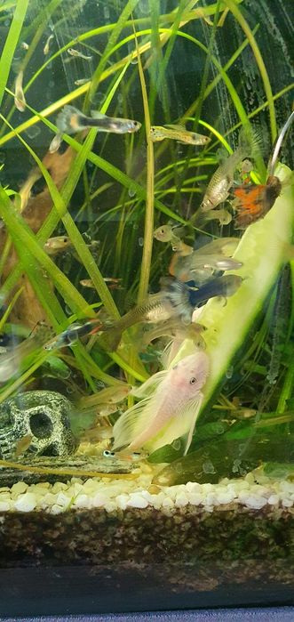 Akwarium kompletne plus rybki  l144 snow white long fin ,około 20sztuk