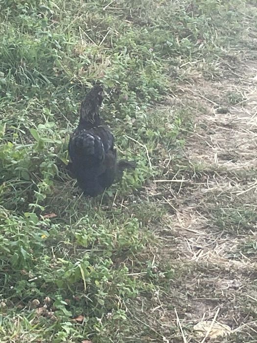 Tenho um Brahma macho para vender