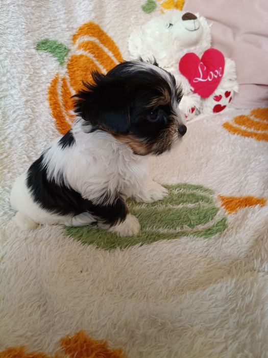 Biewer Yorkshire Terrier ZkwP FCI