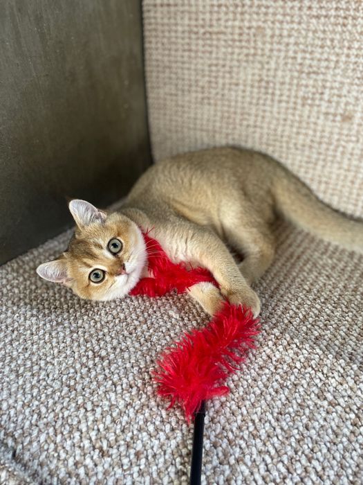 Золоте муркотливе щастя