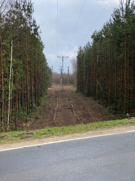 Usługi Mulczerem leśnym (karczowanie, oczyszczanie) Wycinka drzew.