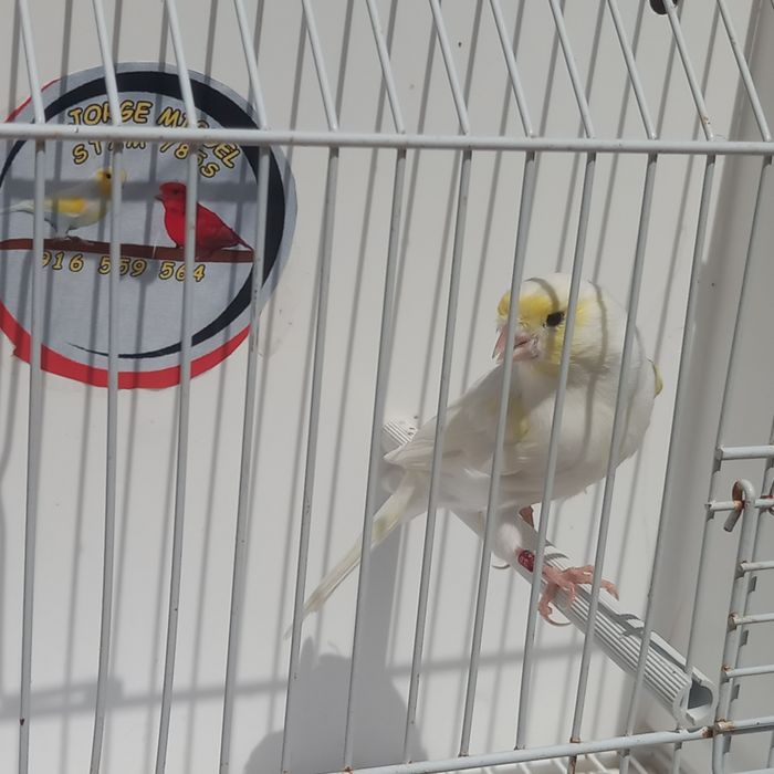 Canario mosaico amarelo