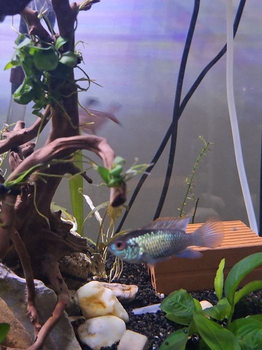 Peixe 7Ramireze  Electric blue venda ou troca