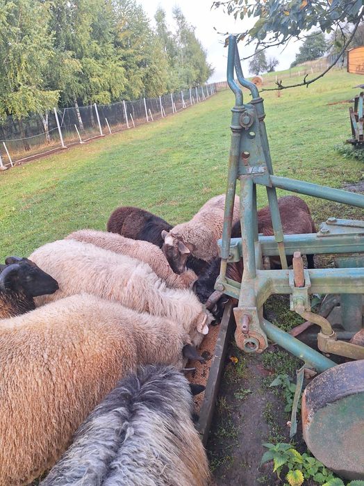 Sprzedam Jagnięta - zadbane