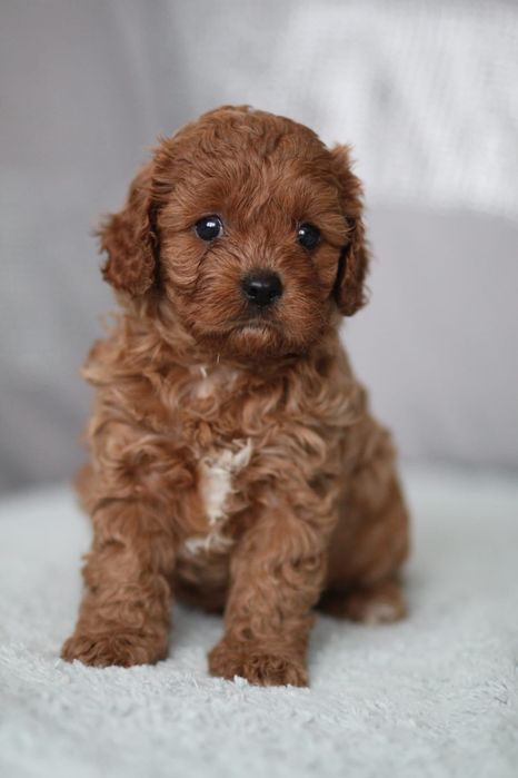 *** Suczka Cavapoo**