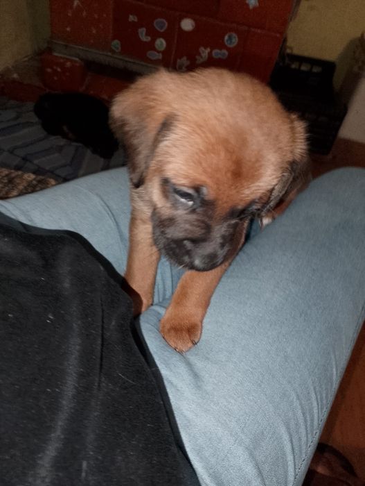 Oddam  szczeniaczki w dobre ręce