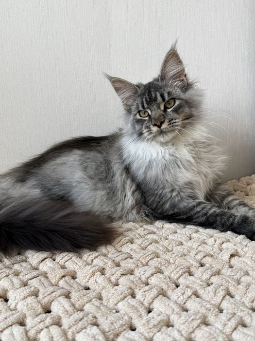 Шикарний хлопчик Мейн кун в серебряному окрасі