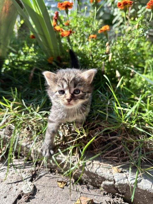 Котенята шукають домівку