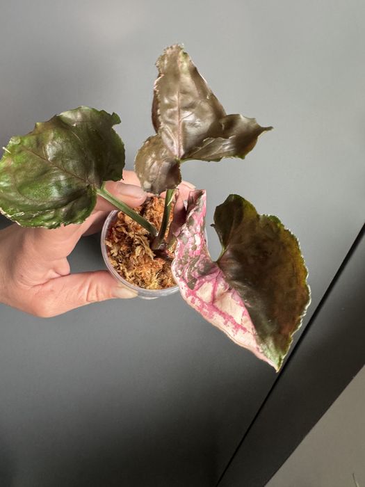 Syngonium Strawbeery Ice