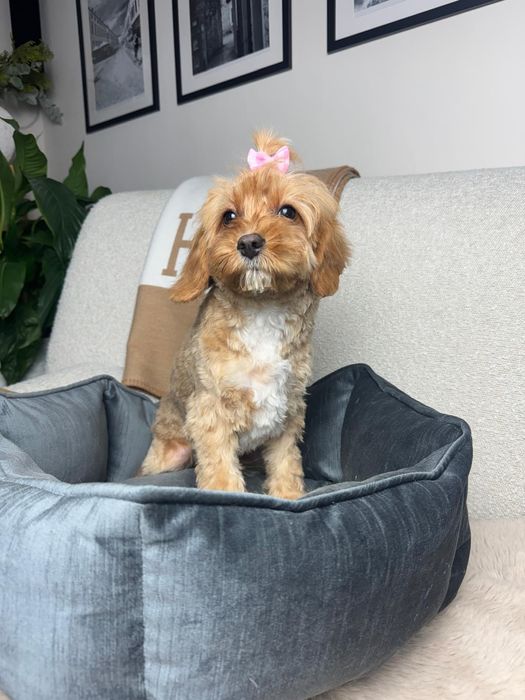 cavapoo szczeniak suczka