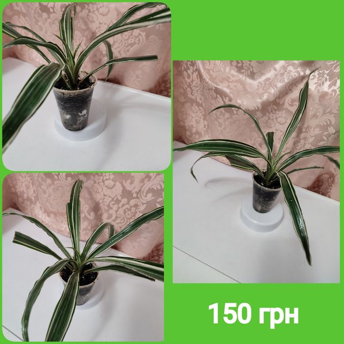 Драцены 4 сорта, молочай Миля, молочай беложилковый, гибискусы 3 сорта