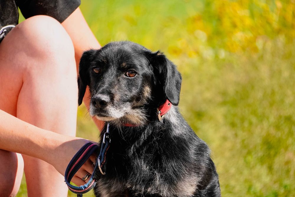 Poke - niewielki piesek