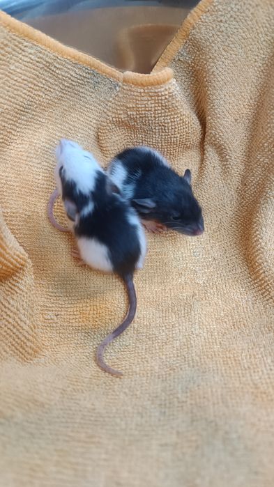 Декоративні Пацюки (щурики)