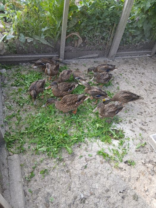Продам підсадні качки