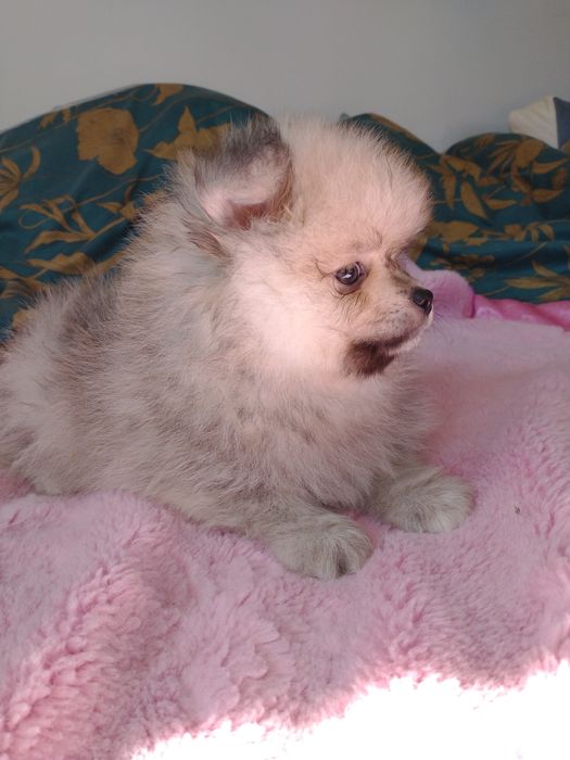 Chłopak Szpiciniaturoey pomeranian