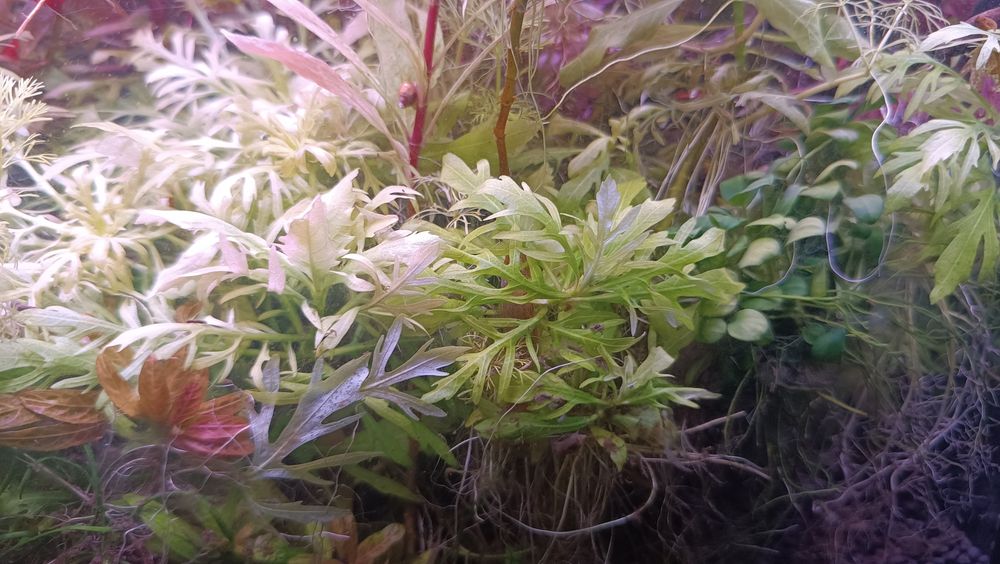Pack de plantas de aquário
