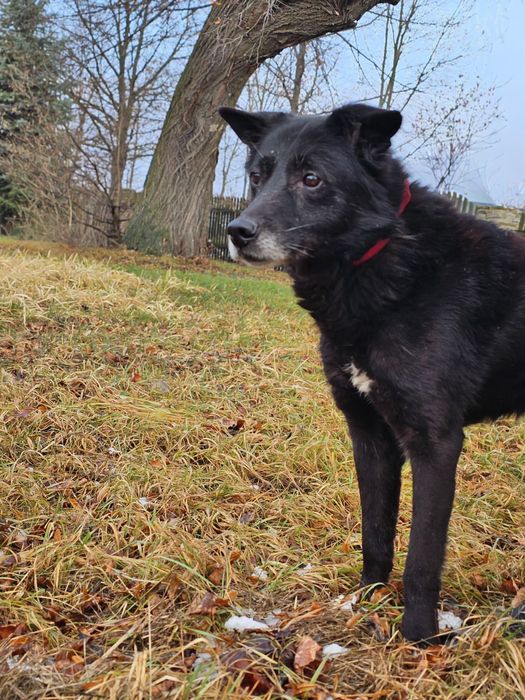 Pies do adopcji Wrocław - Łagodny, przyjazny Bary