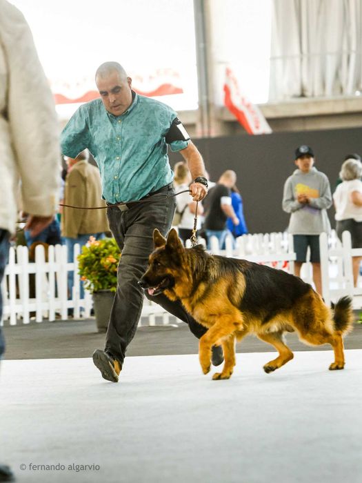Cachorra Pastor Alemão de Qualidade