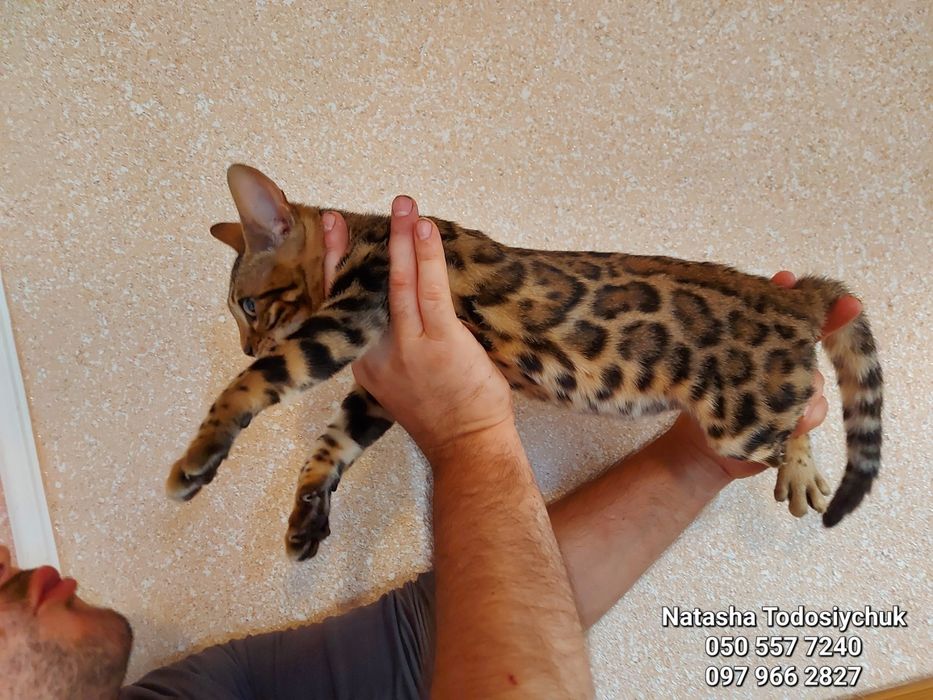 4 виводки бенгальських кошенят. Різний вік
