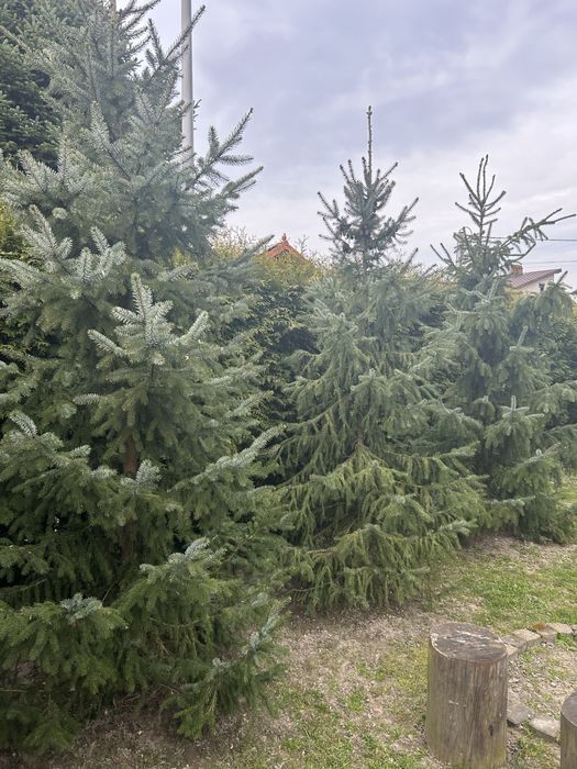 Świerk 270-300cm 3 sztuki  OKAZJA!