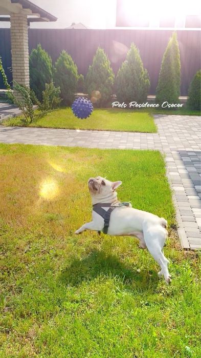 Перетримка собак в комфортних умовах. Приватна закрита територія.