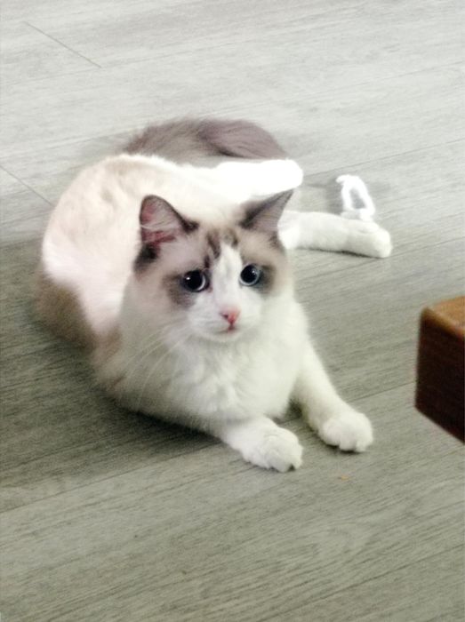 Ragdoll kotka Bi color RODOWÓD