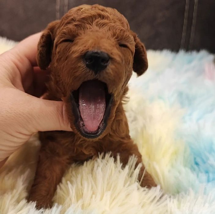 Дівчинка Ніка має добру вдачу